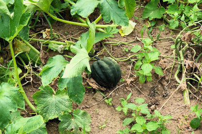 50 Table Queen Acorn Squash (Cucurbita Pepo) Seeds
