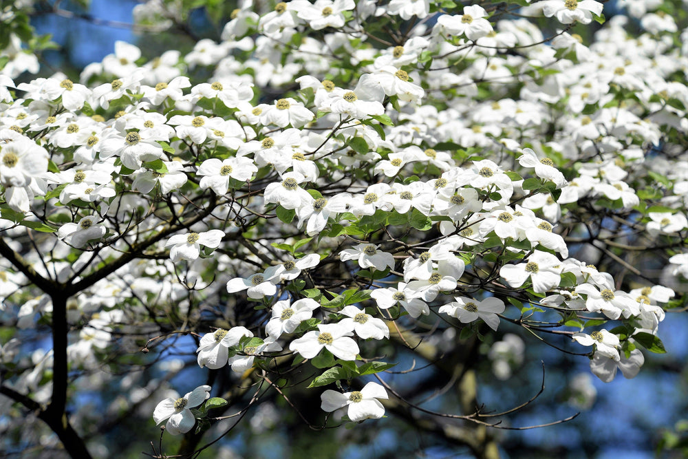 10 White Flowering Dogwood (Cornus Florida) Seeds