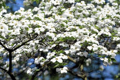 10 White Flowering Dogwood (Cornus Florida) Seeds