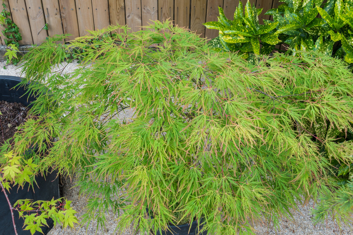 10 Green Laceleaf Maple (Acer Palmatum Dissectum Viridis) Seeds
