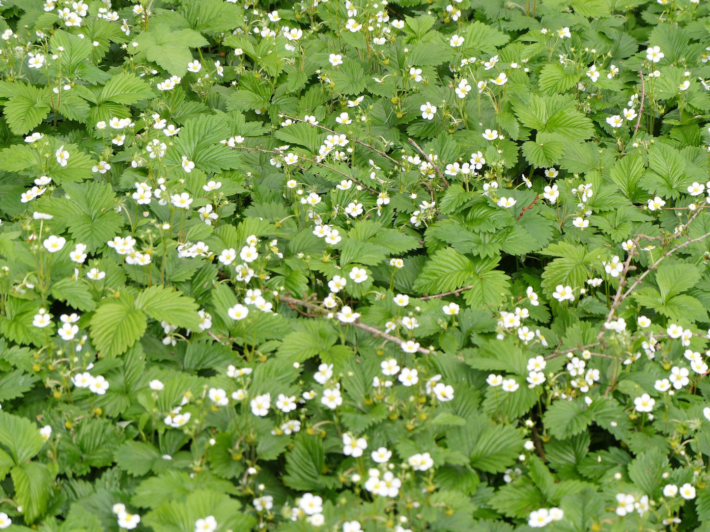 100 Yellow Wonder Strawberry (Fragaria Vesca) Seeds