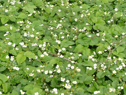 100 Yellow Wonder Strawberry (Fragaria Vesca) Seeds