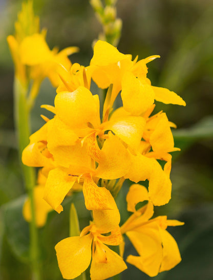 Yellow Canna Lily (Canna indica) Seeds – 5 ct