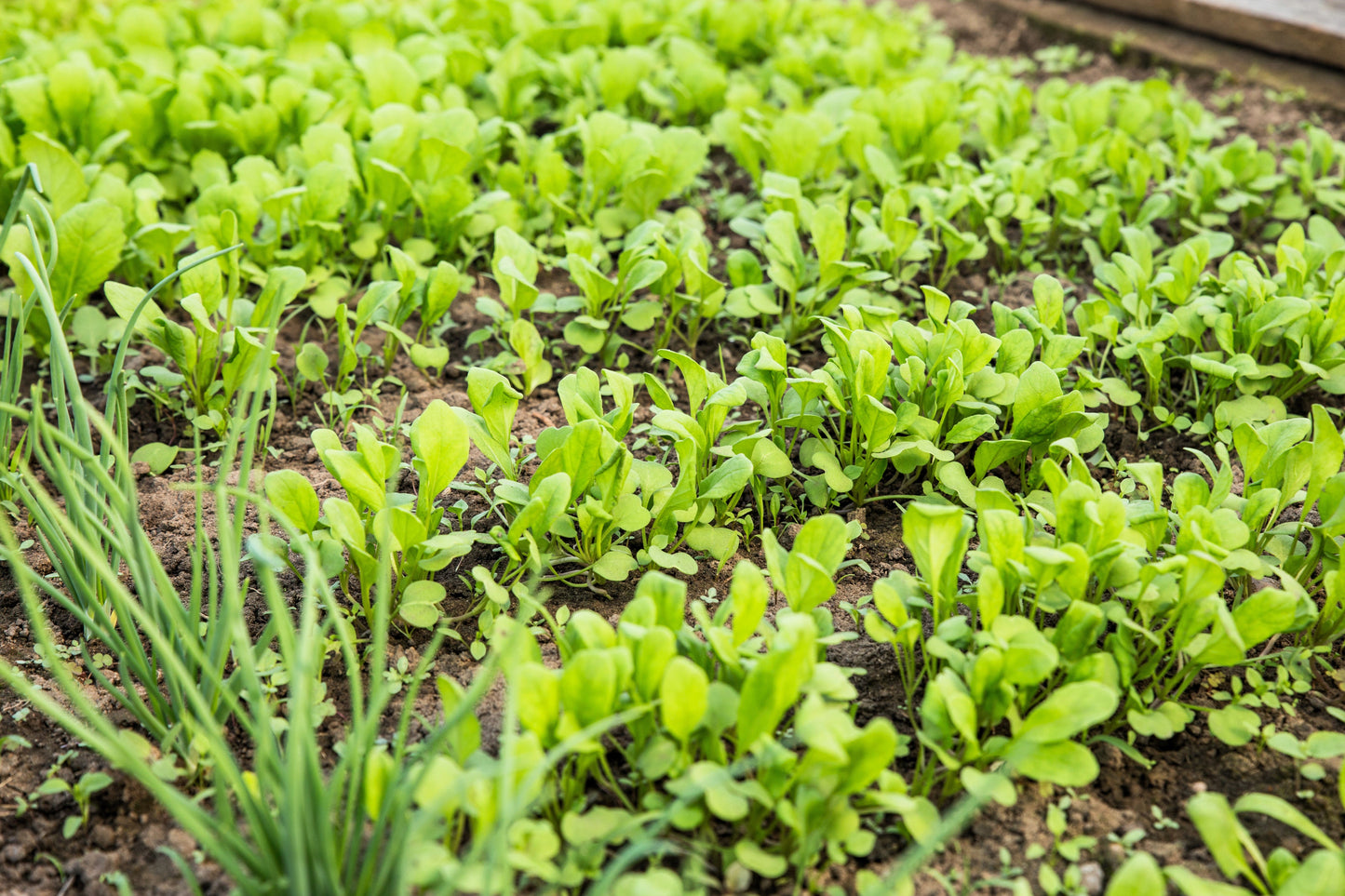 1500 Spinach Mustard Tendergreen (Brassica Rapa) Seeds