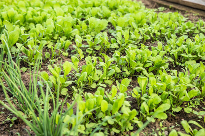 1500 Spinach Mustard Tendergreen (Brassica Rapa) Seeds