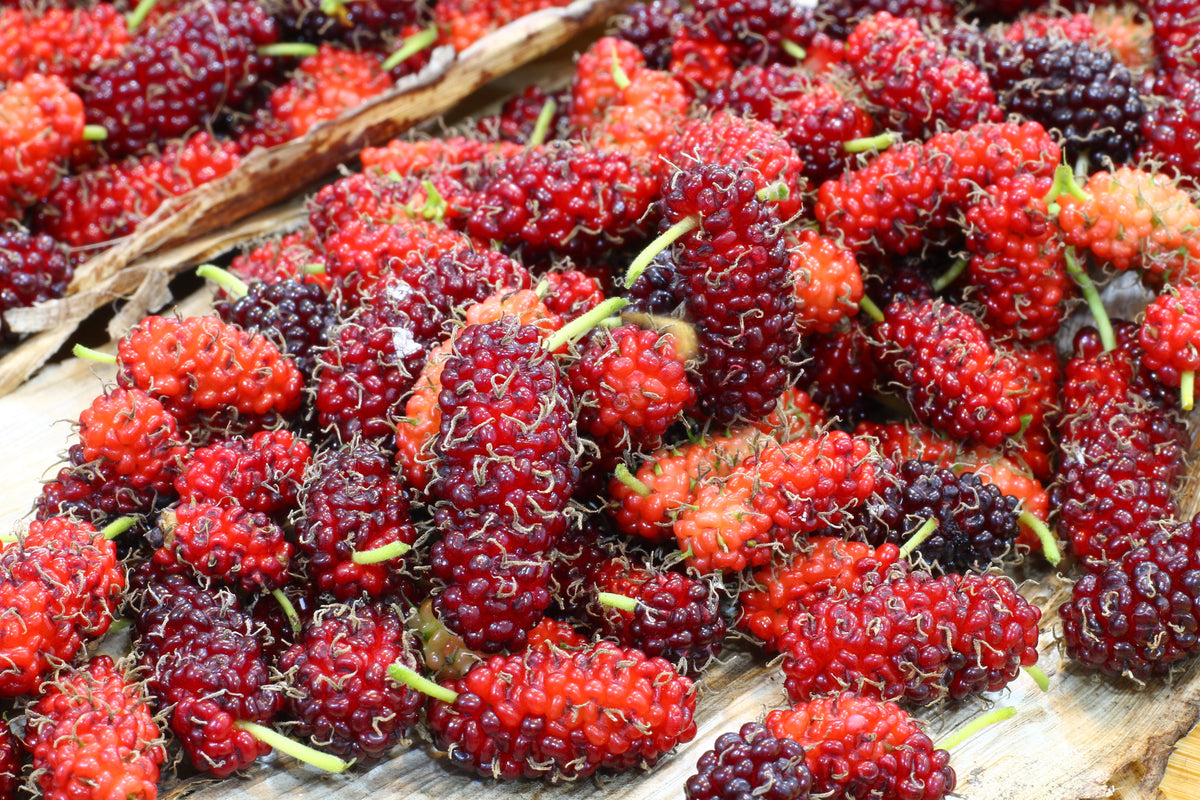 Red Mulberry (Morus rubra) Seeds – 15 ct