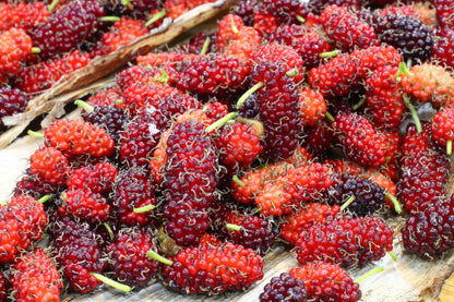 Red Mulberry (Morus rubra) Seeds – 15 ct