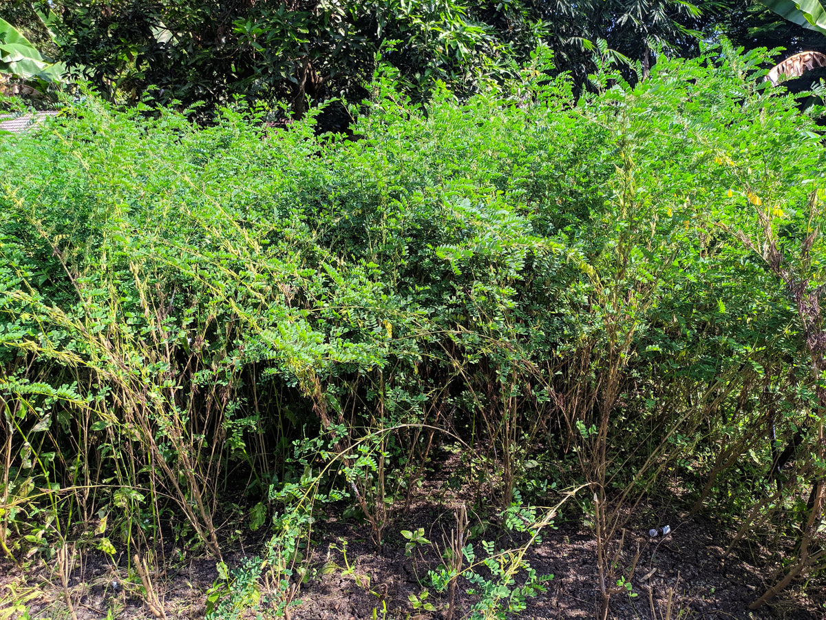 True Indigo (Indigofera tinctoria) Seeds – 50 ct