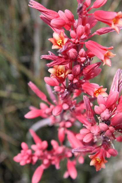 Red Yucca (Hesperaloe parviflora) Seeds – 1,000 ct