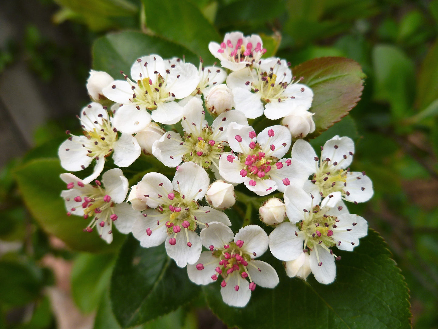 50 Black Chokeberry (Aronia Melanocarpa) Seeds