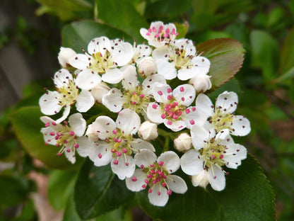 50 Black Chokeberry (Aronia Melanocarpa) Seeds