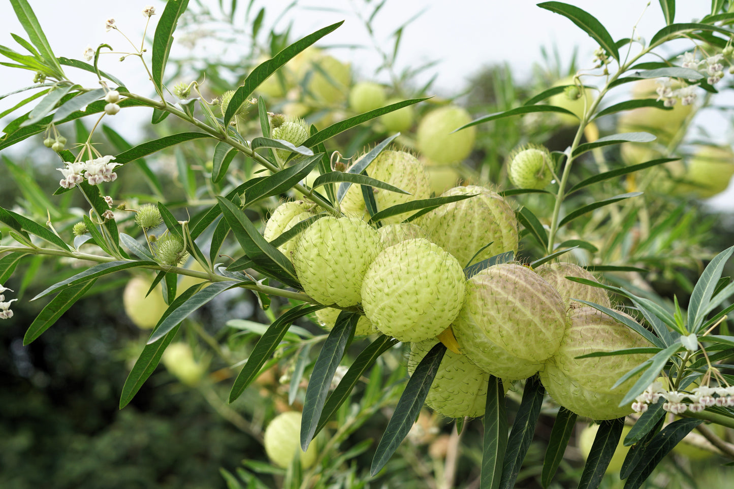 10 Balloon Milkweed (Asclepias Gomphocarpus Physocarpus) Seeds