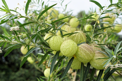 10 Balloon Milkweed (Asclepias Gomphocarpus Physocarpus) Seeds