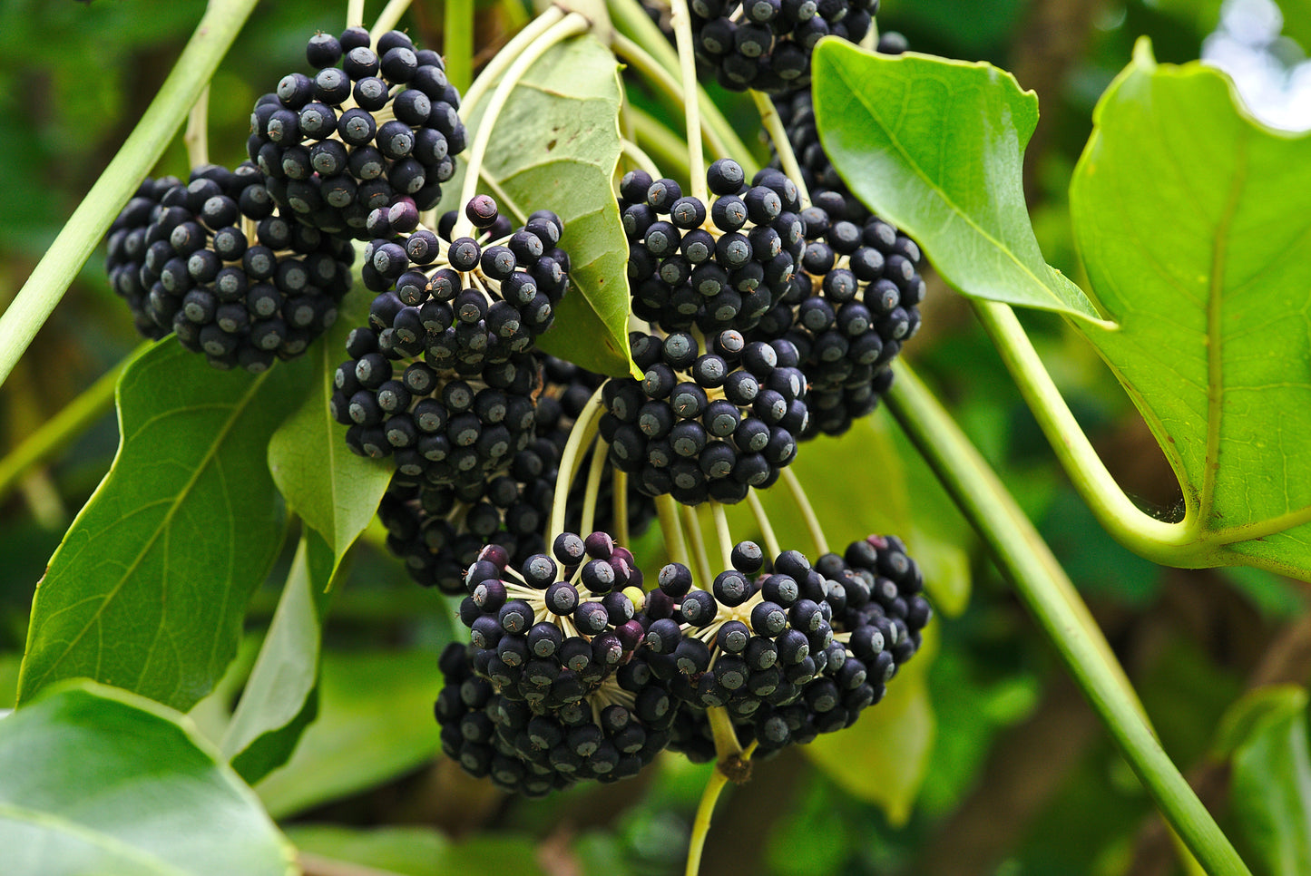 10 Japanese Fatsi (Fatsia Aralia Japonica) Seeds