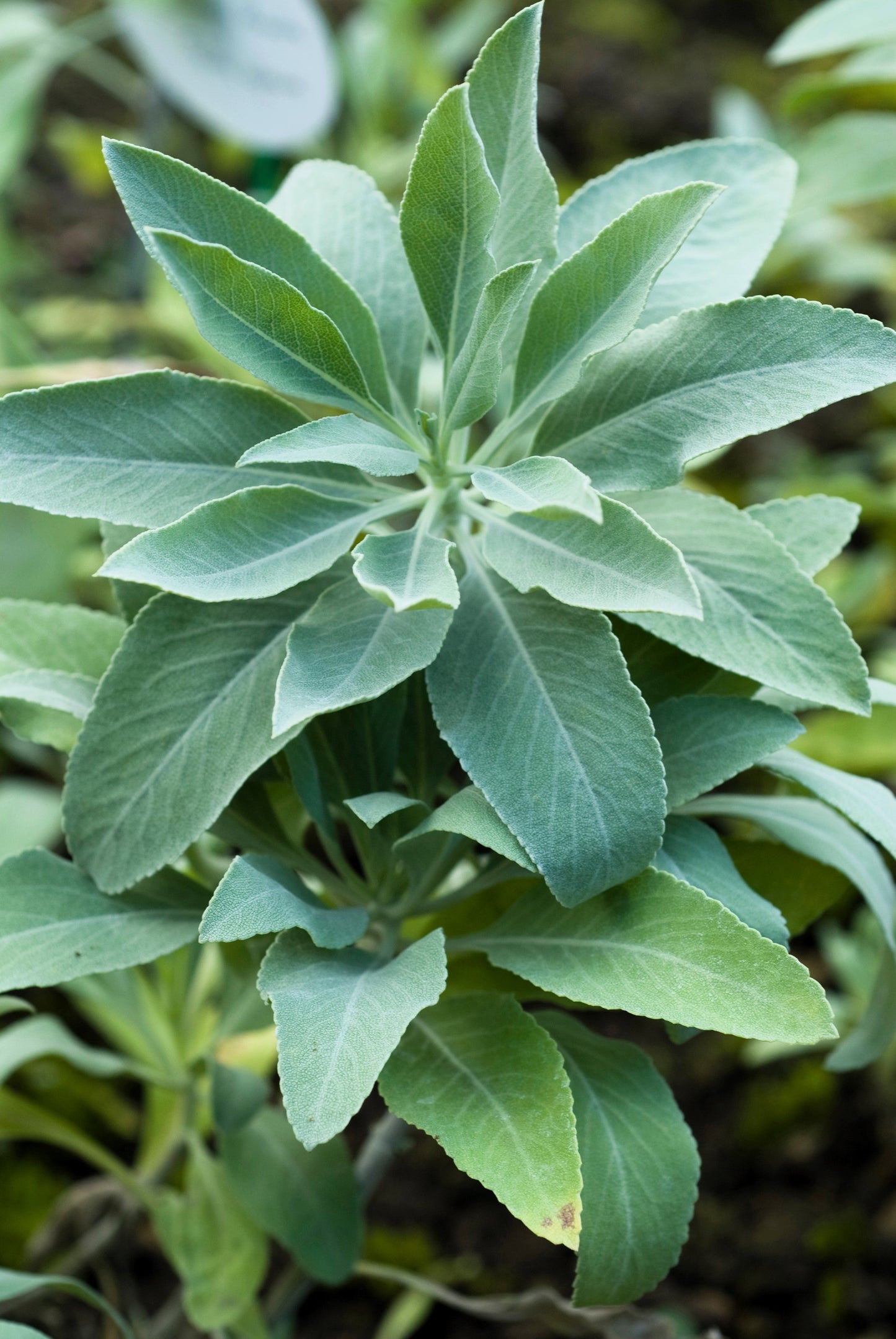 75 White Sage (Salvia Apiana) Seeds