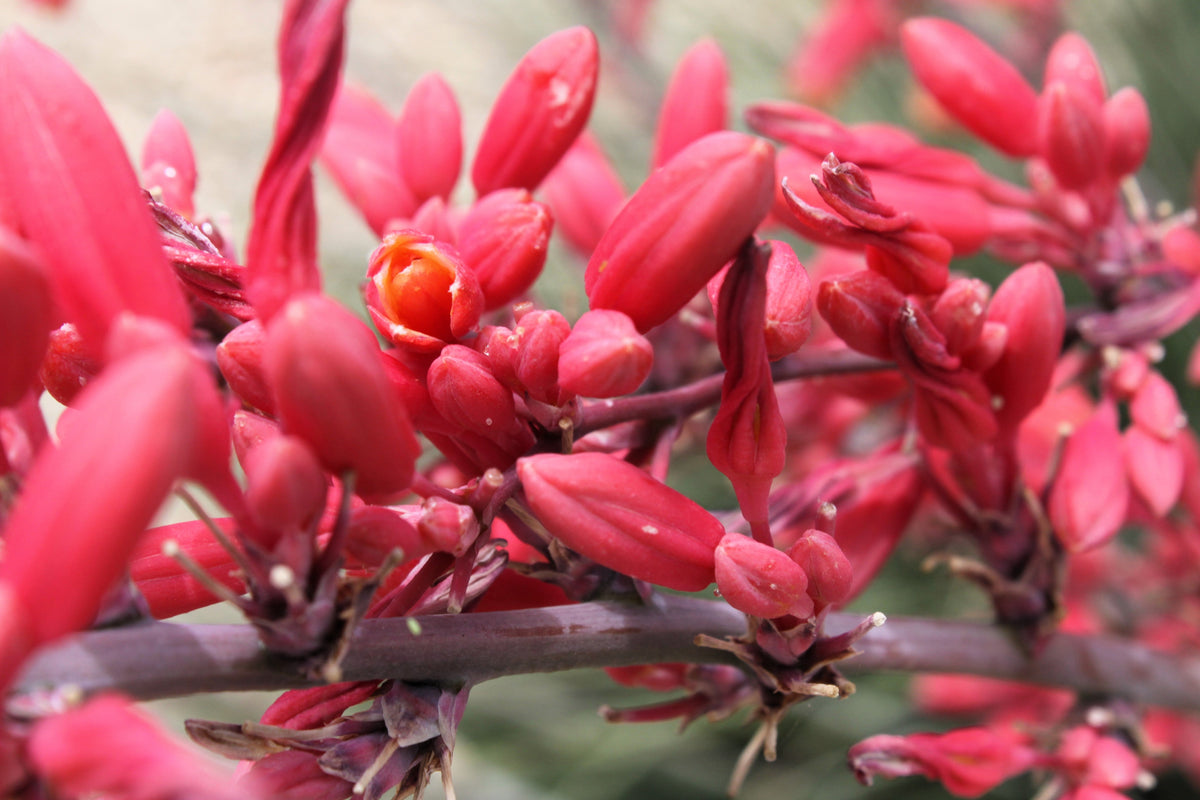 Red Yucca (Hesperaloe parviflora) Seeds – 1,000 ct
