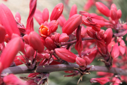 Red Yucca (Hesperaloe parviflora) Seeds – 1,000 ct