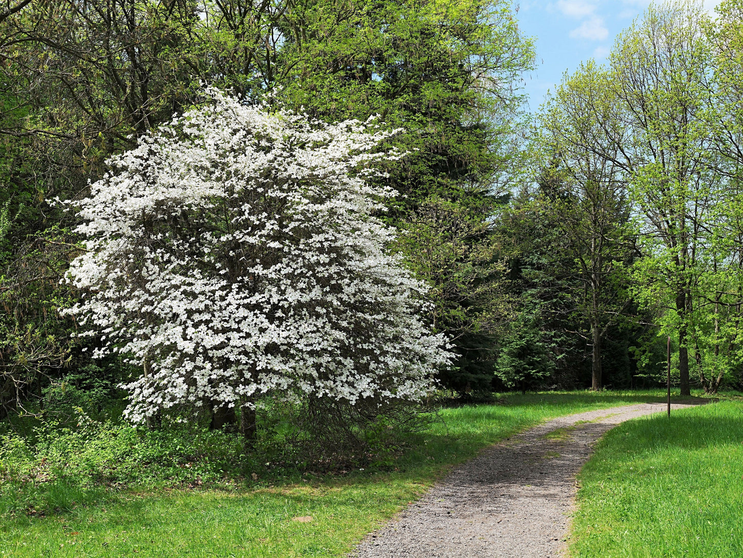 10 White Flowering Dogwood (Cornus Florida) Seeds