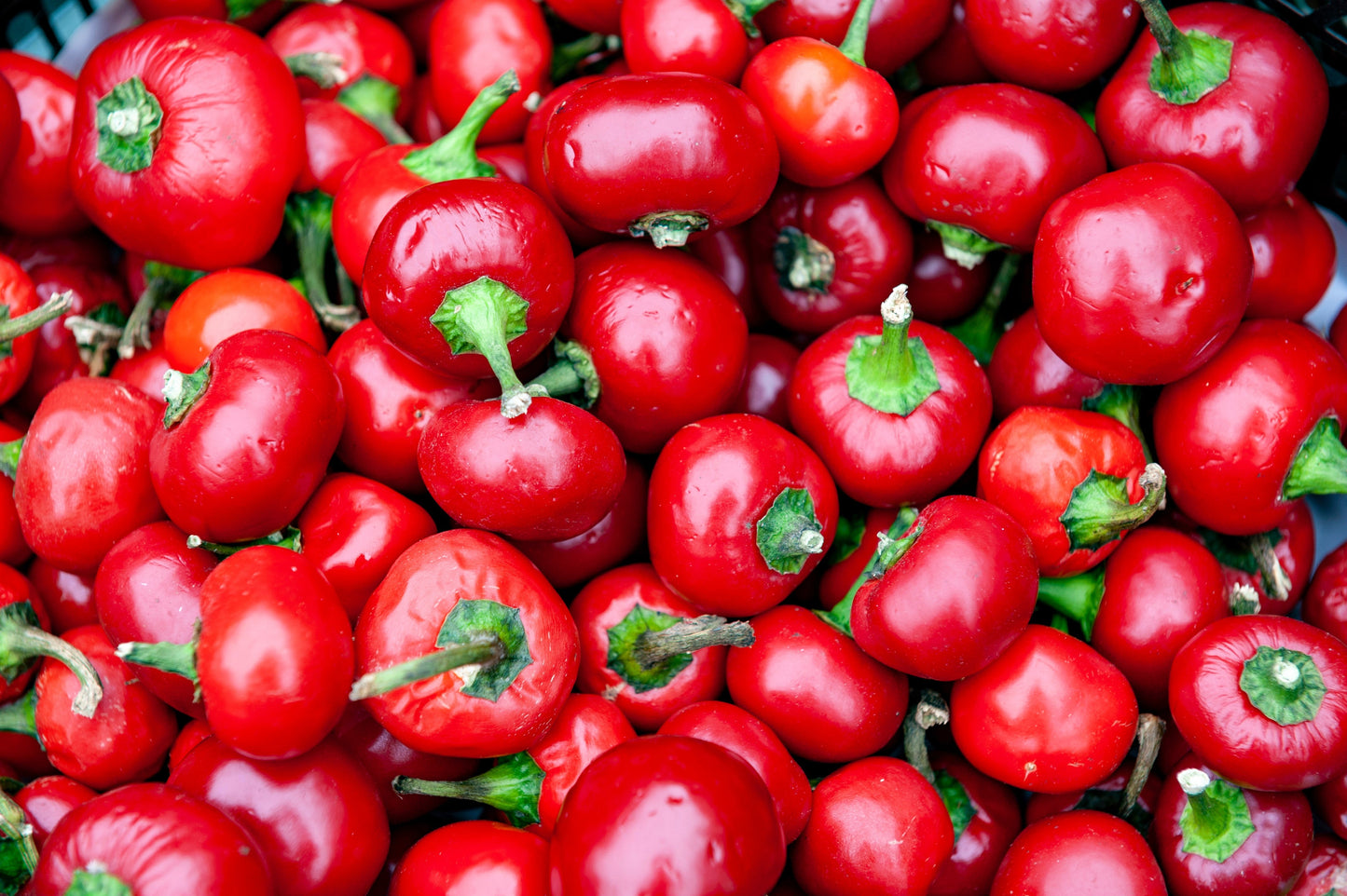 100 Sweet Lesya Cherry Pepper (Capsicum Annuum) Seeds