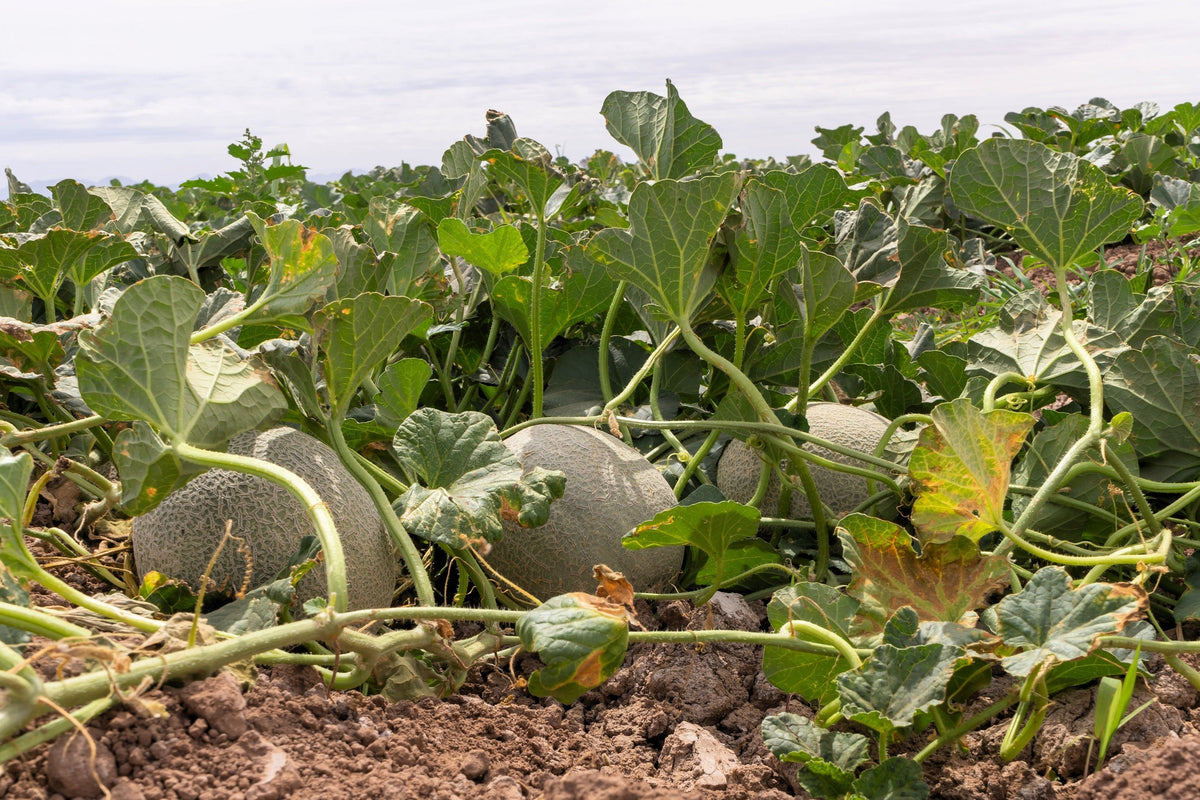 200 HALE'S Best JUMBO CANTALOUPE Orange Muskmelon Cucumis Melo Melon Fruit Seeds