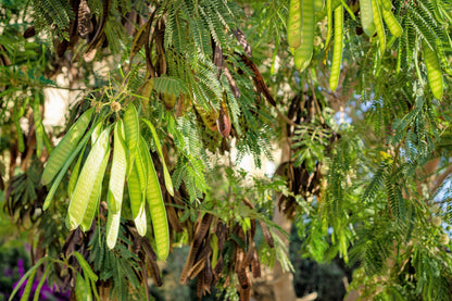 10 Golden Mimosa (Acacia Baileyana) Seeds