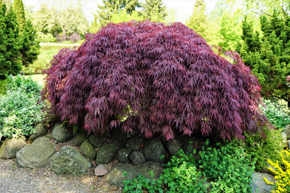 10 Japanese Maple (Acer Palmatum Dissectum) Seeds