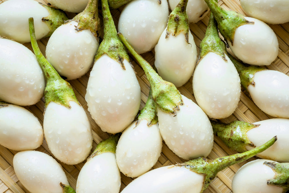 30 Easter Egg Plant (Ornamental Eggplant; Solanum Ovigerum) Seeds