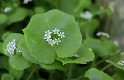 100 MINER'S LETTUCE Winter Purslane Spinach Claytonia Perfoliata Vegetable Seeds
