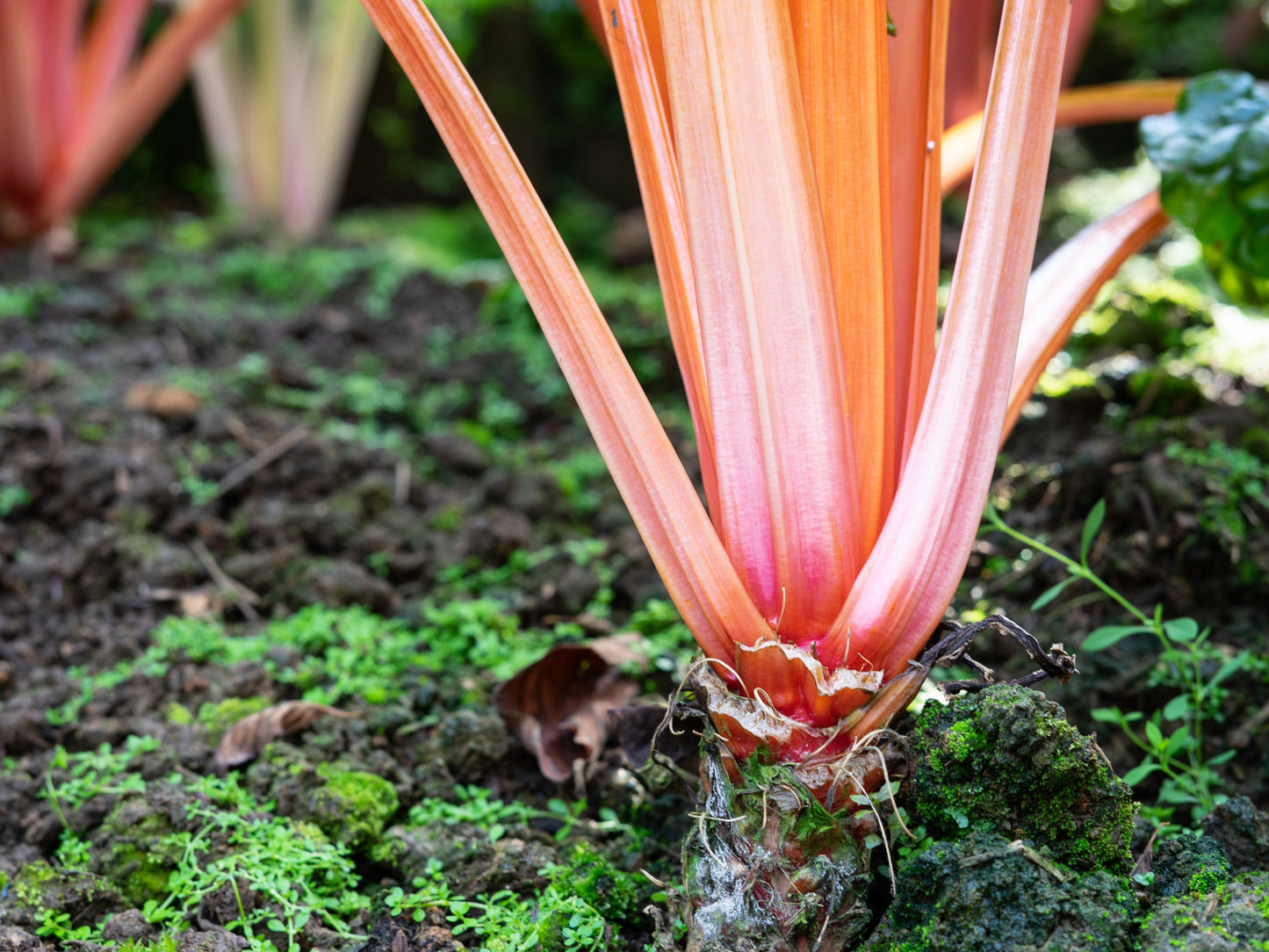 40 Flamingo Swiss Chard (Beta Vulgaris) Seeds