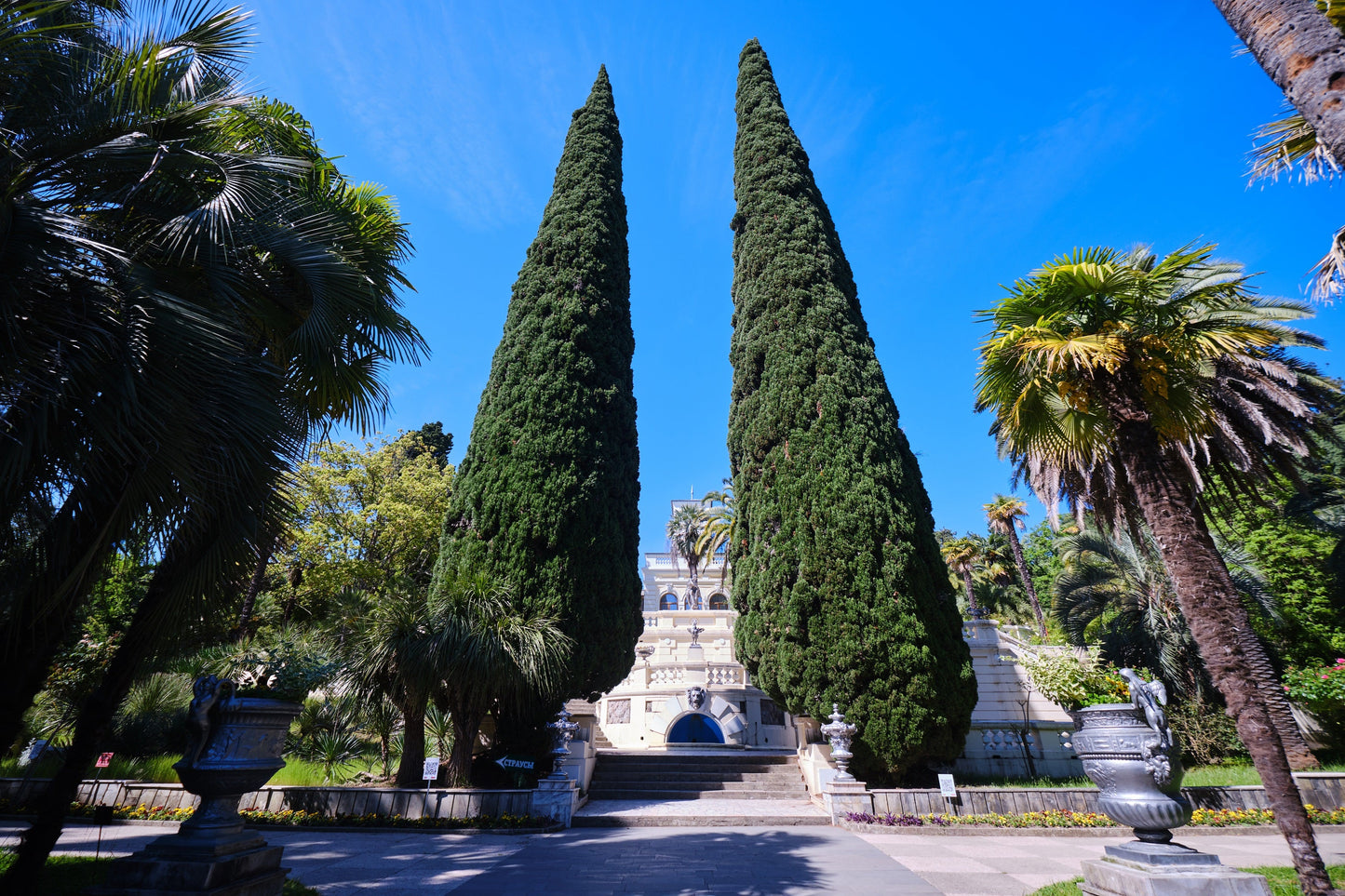 20 Mediterranean Cypress (Cupressus Sempervirens Stricta) Seeds