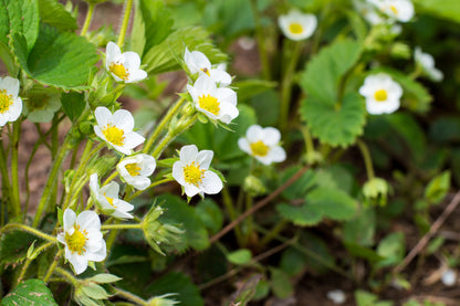 100 Alpine Strawberry (Fragaria Vesca) Seeds