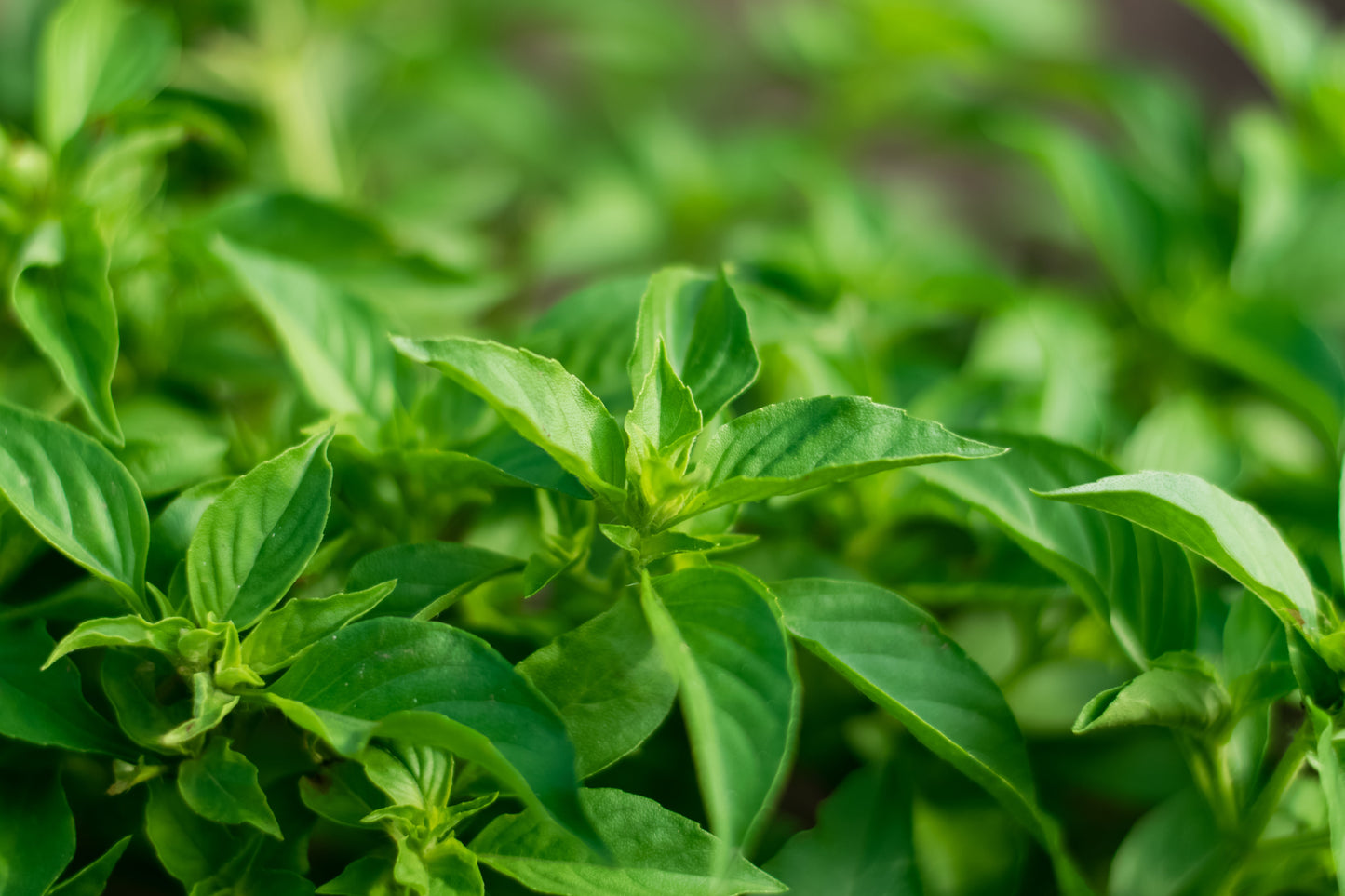 1500 Lemon Basil (Ocimum Basilicum) Seeds