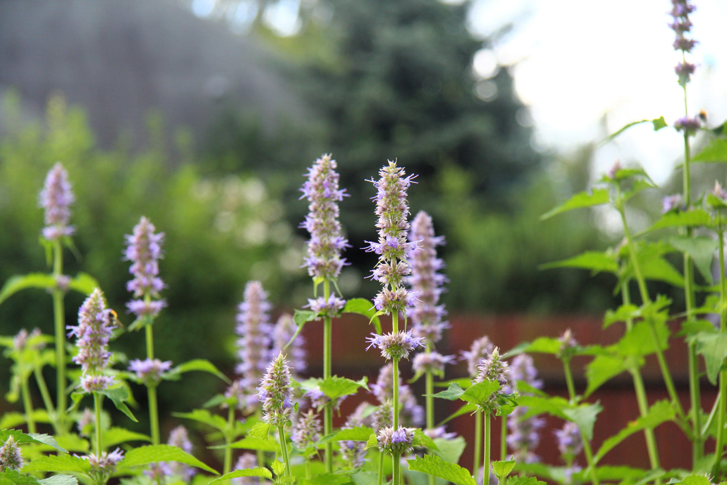 5 True Patchouli Shrub (Pogostemon Cablin) Seeds