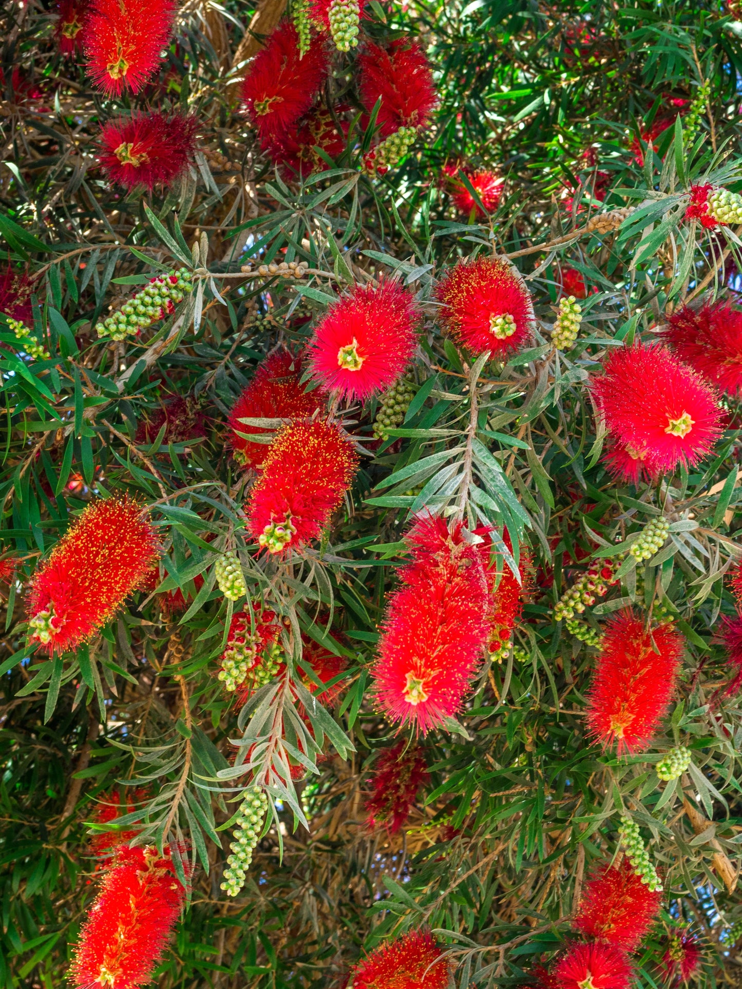 40 Crimson Bottlebrush (Callistemon Citrinus) Seeds