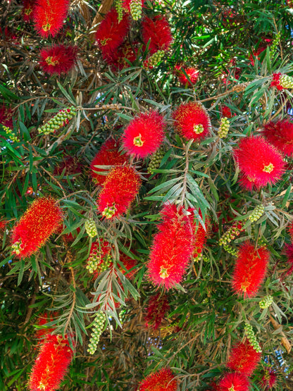 40 Crimson Bottlebrush (Callistemon Citrinus) Seeds