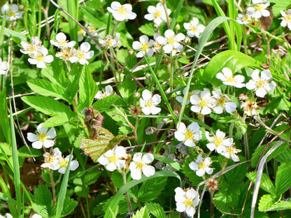 100 Yellow Wonder Strawberry (Fragaria Vesca) Seeds