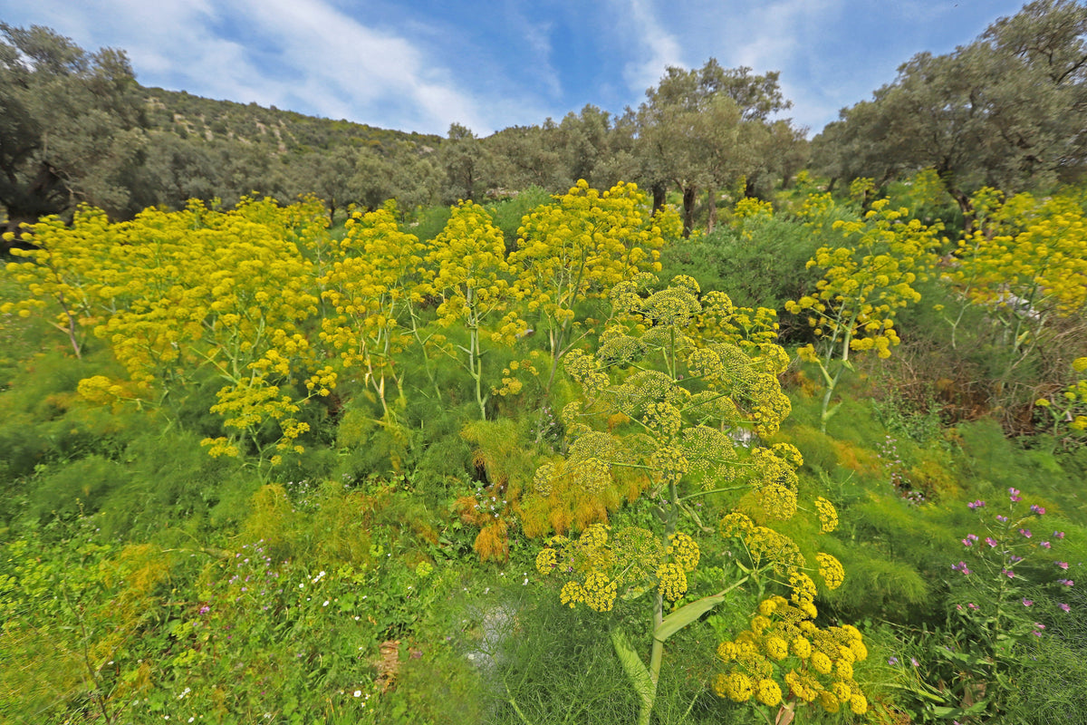 Giant Fennel (Ferula communis) Seeds – 15 ct