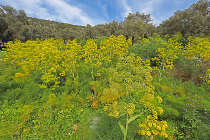 Giant Fennel (Ferula communis) Seeds – 15 ct