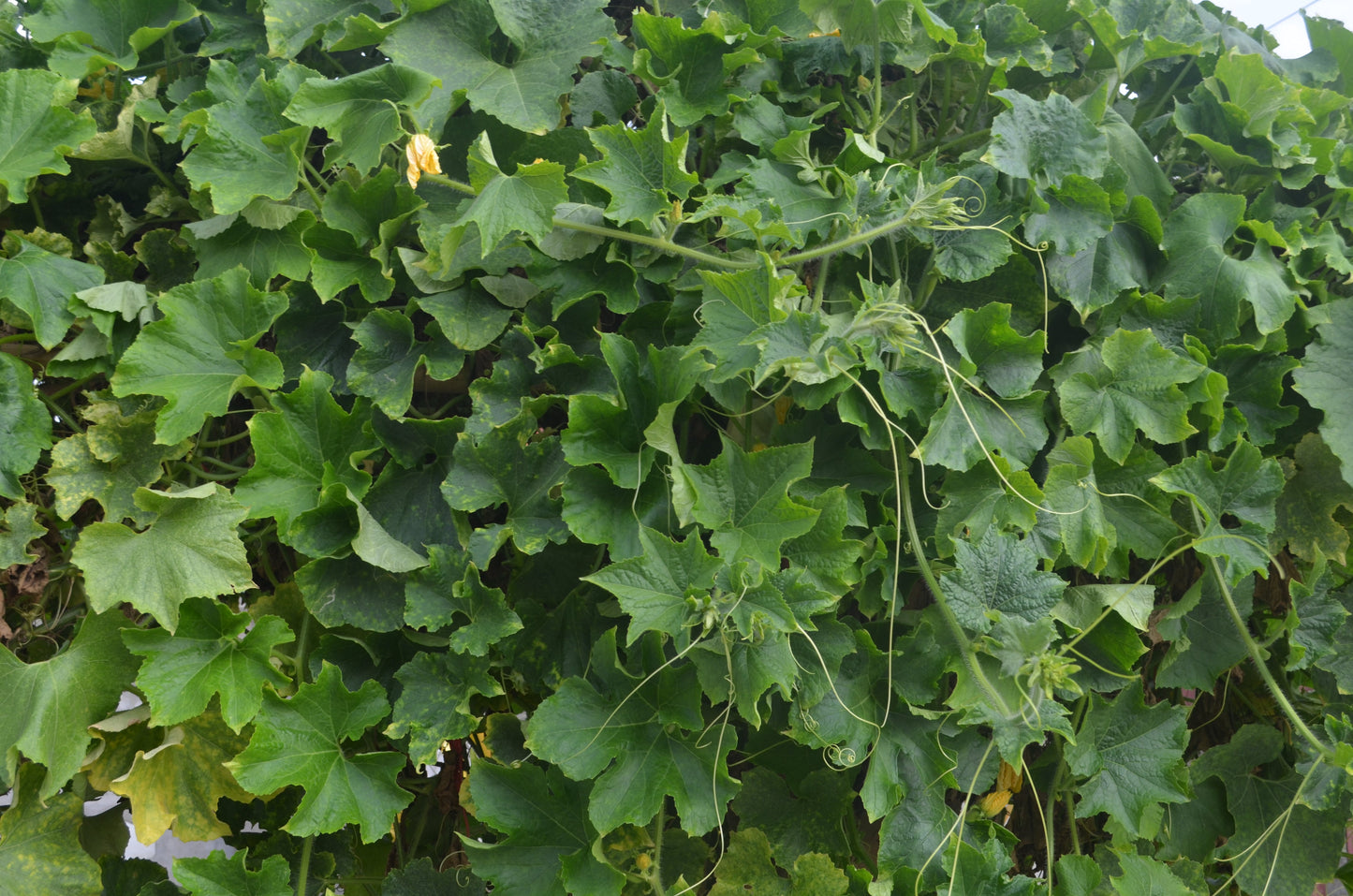 50 Banana Melon (Cucumis Melo) Seeds