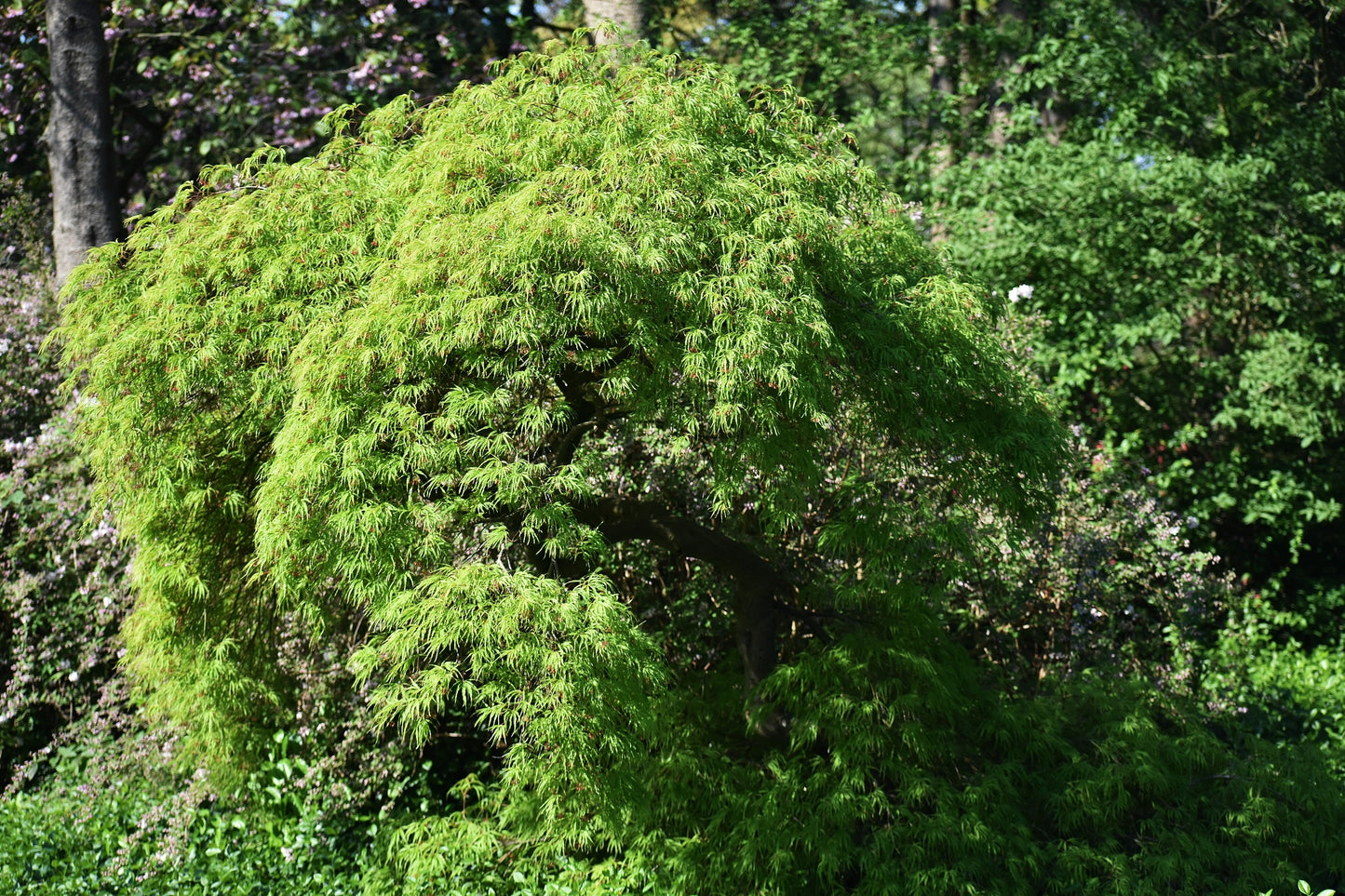 10 Green Laceleaf Maple (Acer Palmatum Dissectum Viridis) Seeds