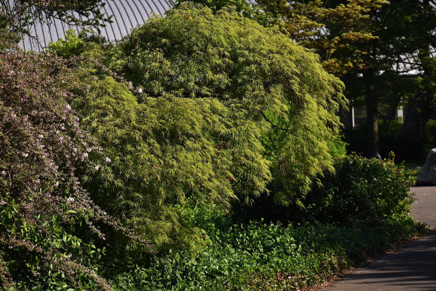 10 Green Laceleaf Maple (Acer Palmatum Dissectum Viridis) Seeds