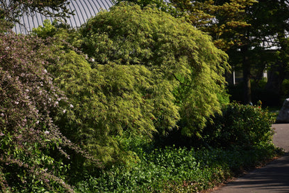 10 Green Laceleaf Maple (Acer Palmatum Dissectum Viridis) Seeds