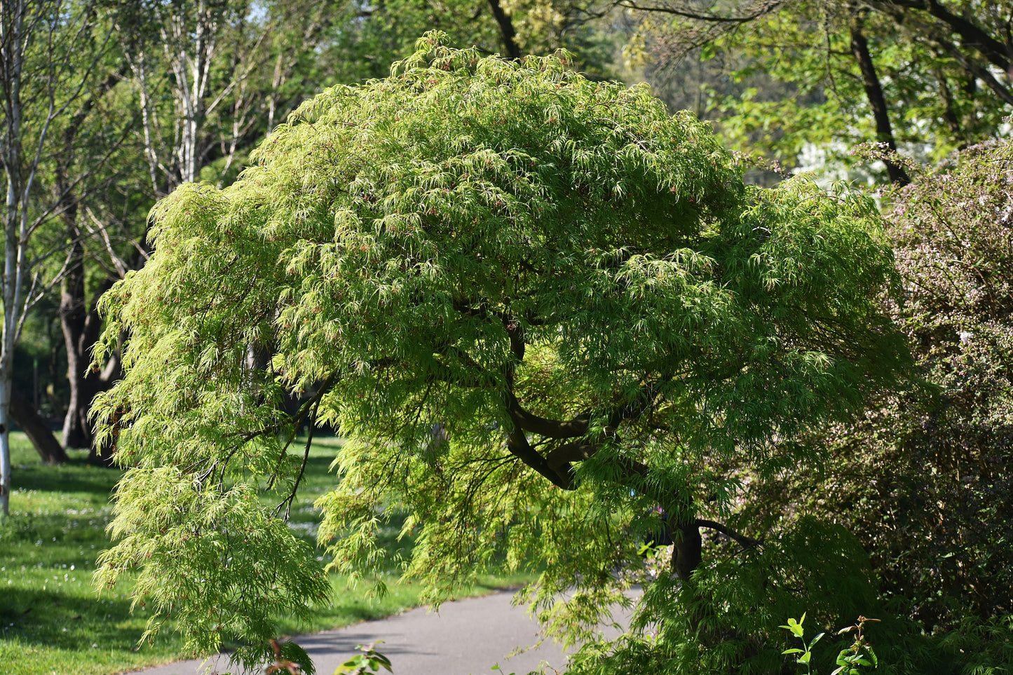10 Green Laceleaf Maple (Acer Palmatum Dissectum Viridis) Seeds
