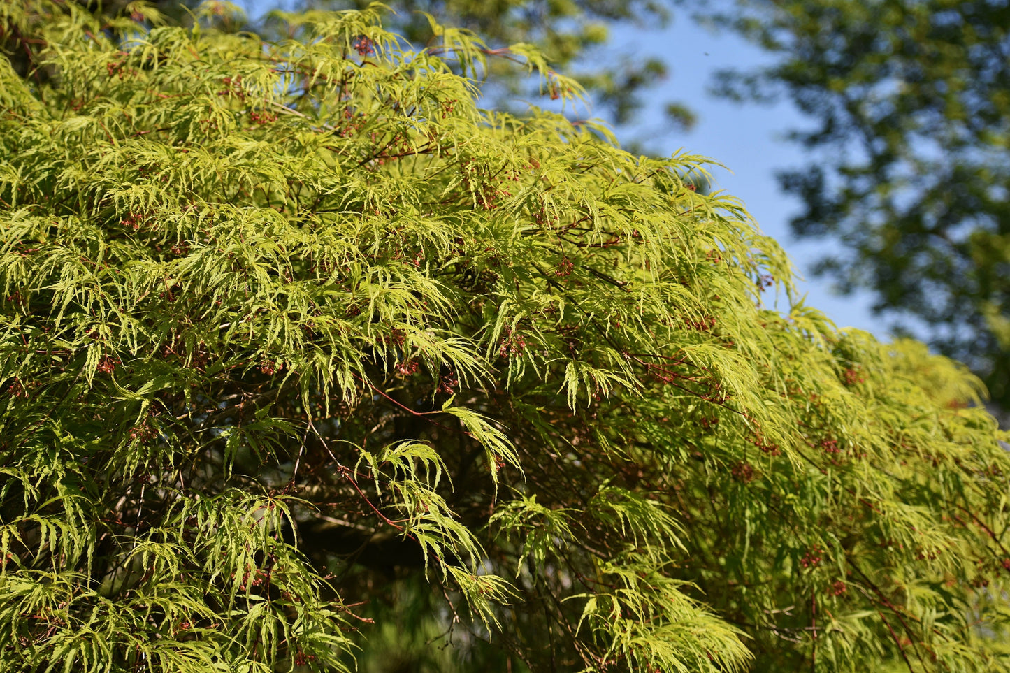 10 Green Laceleaf Maple (Acer Palmatum Dissectum Viridis) Seeds