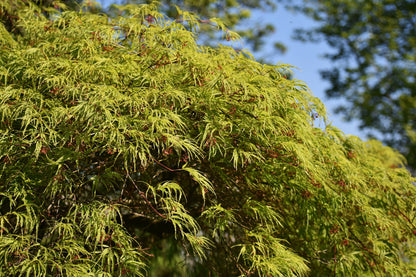 10 Green Laceleaf Maple (Acer Palmatum Dissectum Viridis) Seeds