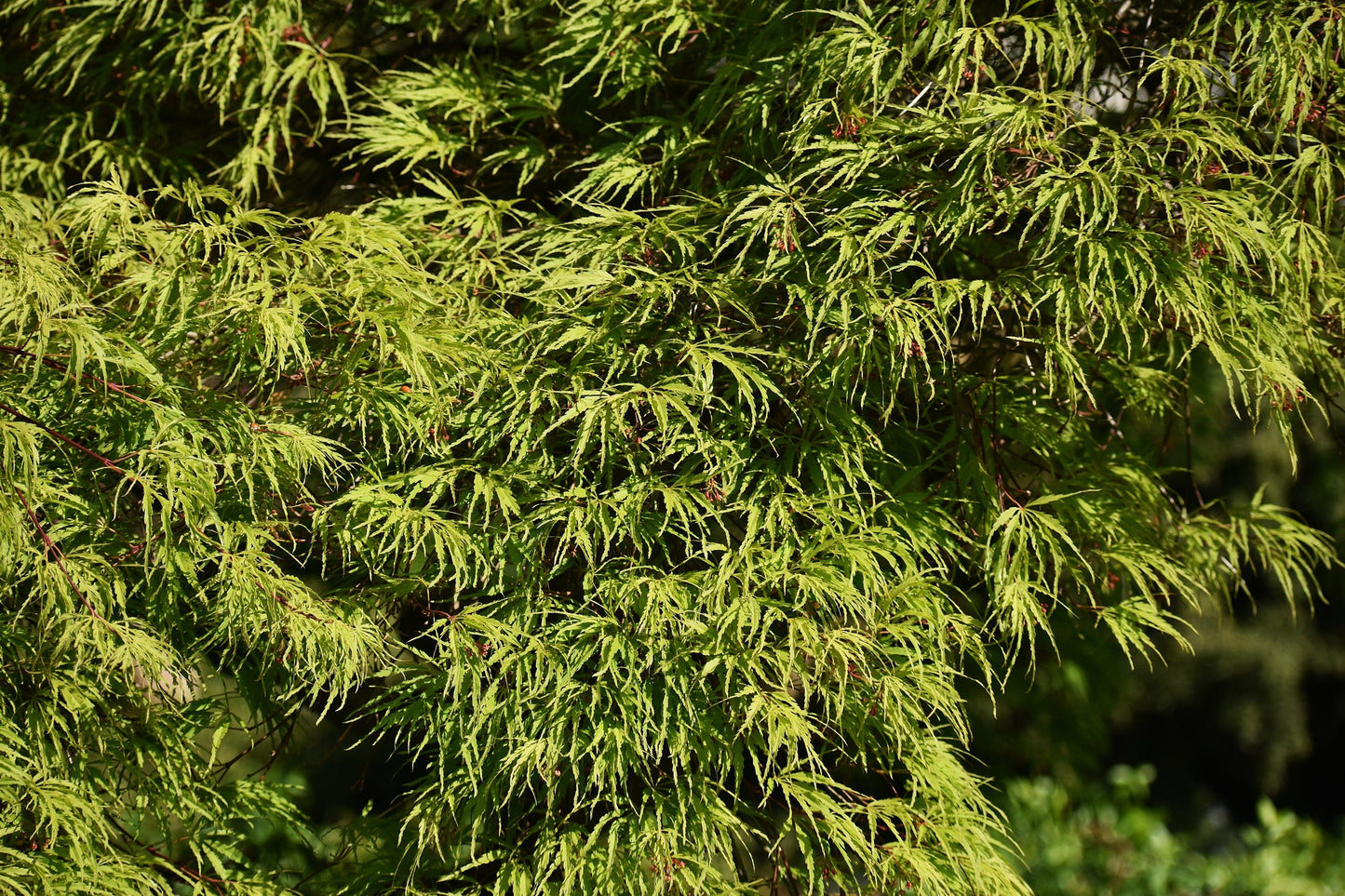10 Green Laceleaf Maple (Acer Palmatum Dissectum Viridis) Seeds