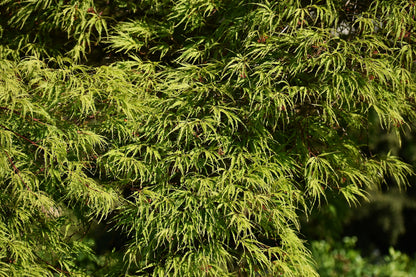 10 Green Laceleaf Maple (Acer Palmatum Dissectum Viridis) Seeds