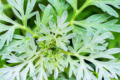 Absinthe Wormwood (Artemisia absinthium) Seeds – 500 ct