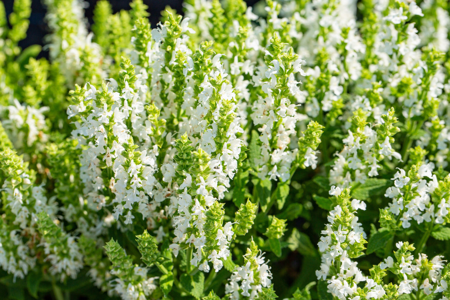 75 White Sage (Salvia Apiana) Seeds