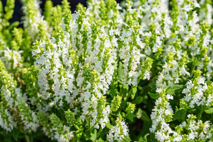 75 White Sage (Salvia Apiana) Seeds